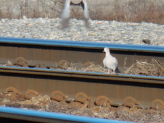 Streptopelia decaocto