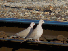 Streptopelia decaocto