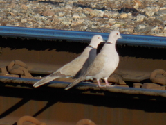 Streptopelia decaocto