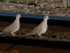 Streptopelia decaocto