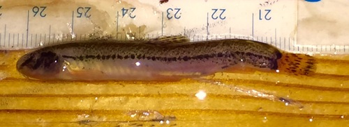 Italian Golden Loach