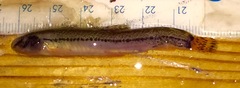 Italian Golden Loach photo 3