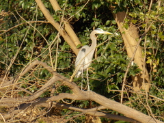 Ardea herodias
