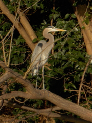 Ardea herodias