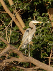 Ardea herodias