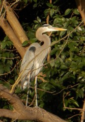Ardea herodias