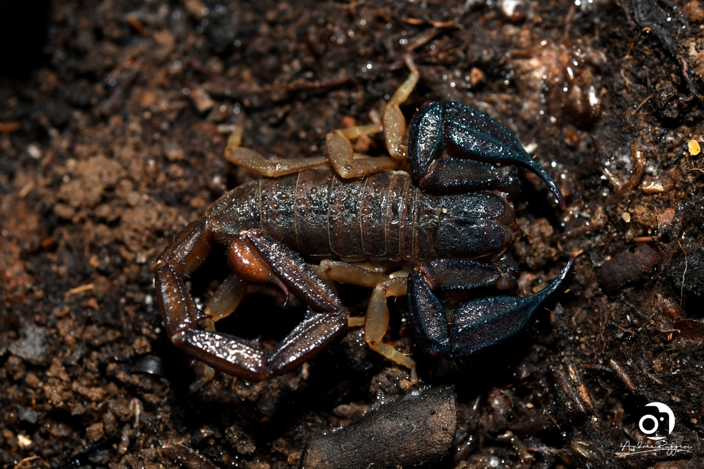 Urodacus planimanus