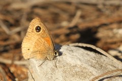 Calisto obscura