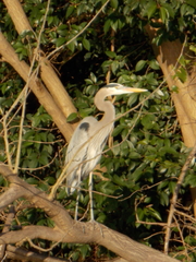 Ardea herodias