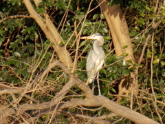 Ardea herodias