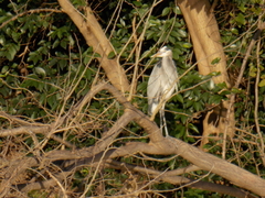 Ardea herodias