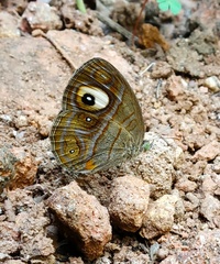 Mycalesis junonia
