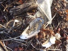 Mytilus californianus