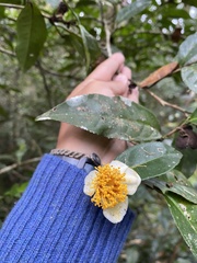 Camellia sinensis image
