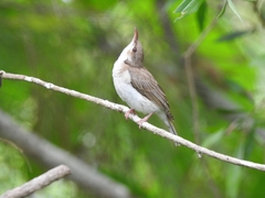 Ramsayornis modestus