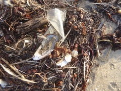 Mytilus californianus