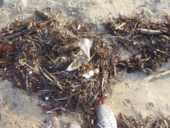 Mytilus californianus