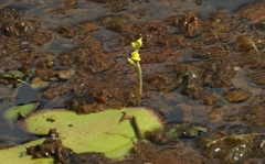 Utricularia aurea