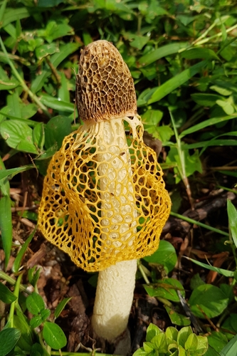 Phallus luteus