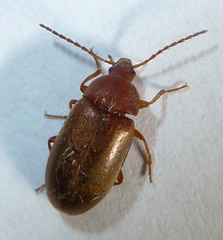 Isomira comstocki