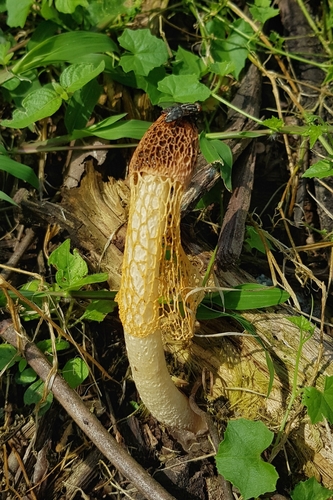 Phallus luteus image