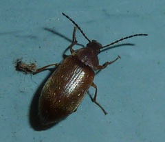 Isomira comstocki