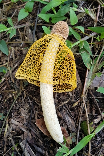 Phallus luteus image