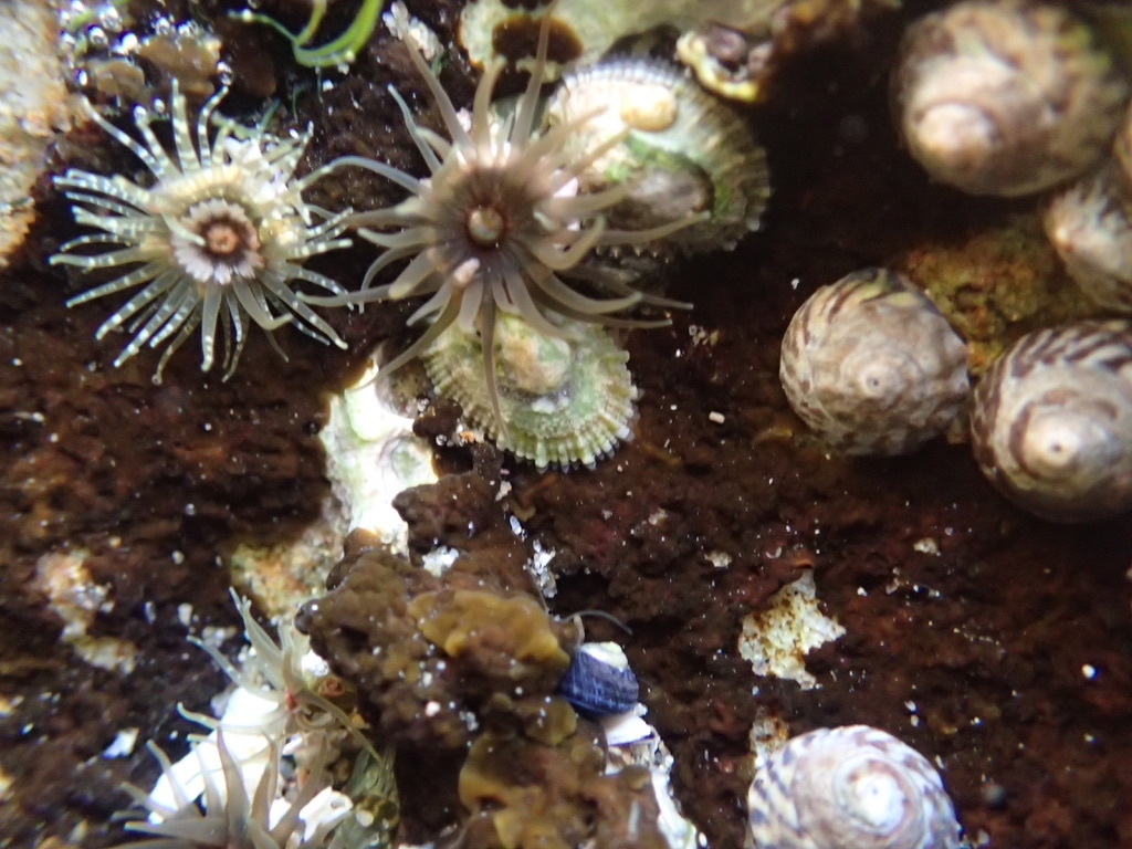 Snake Lock Breeding Green snakelock anemone from Sydney NSW, Australia on July 4, 2020 at ...