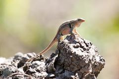 Sceloporus variabilis marmoratus