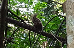 Sciurus aestuans ingrami