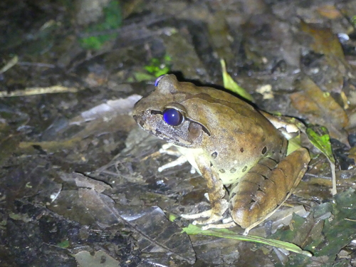Mixophyes fleayi