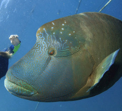 メガネモチノウオ