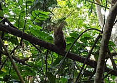 Sciurus aestuans ingrami