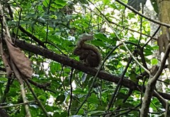 Sciurus aestuans ingrami