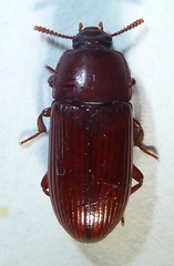 Uloma longula