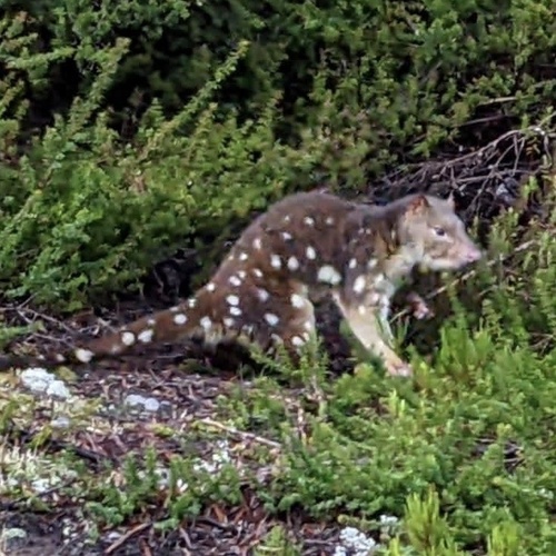 Spotted-tailed Quoll (Dasyurus maculatus)
