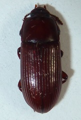 Uloma longula