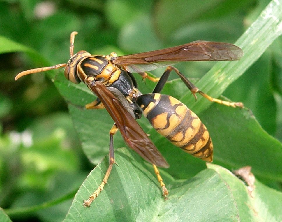 Dark-waist Paper Wasp