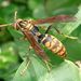 Dark-waisted Paper Wasp - Photo (c) KENPEI, some rights reserved (CC BY-SA)
