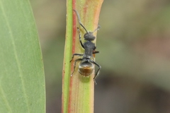 Polyrhachis vermiculosa