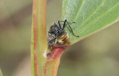 Polyrhachis vermiculosa