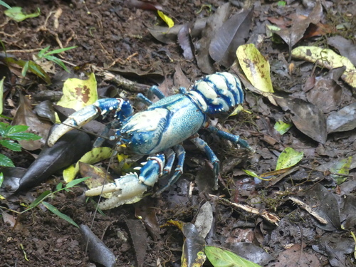 Euastacus sulcatus