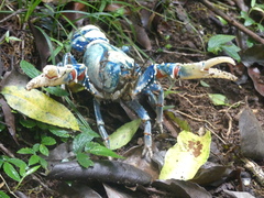 Euastacus sulcatus