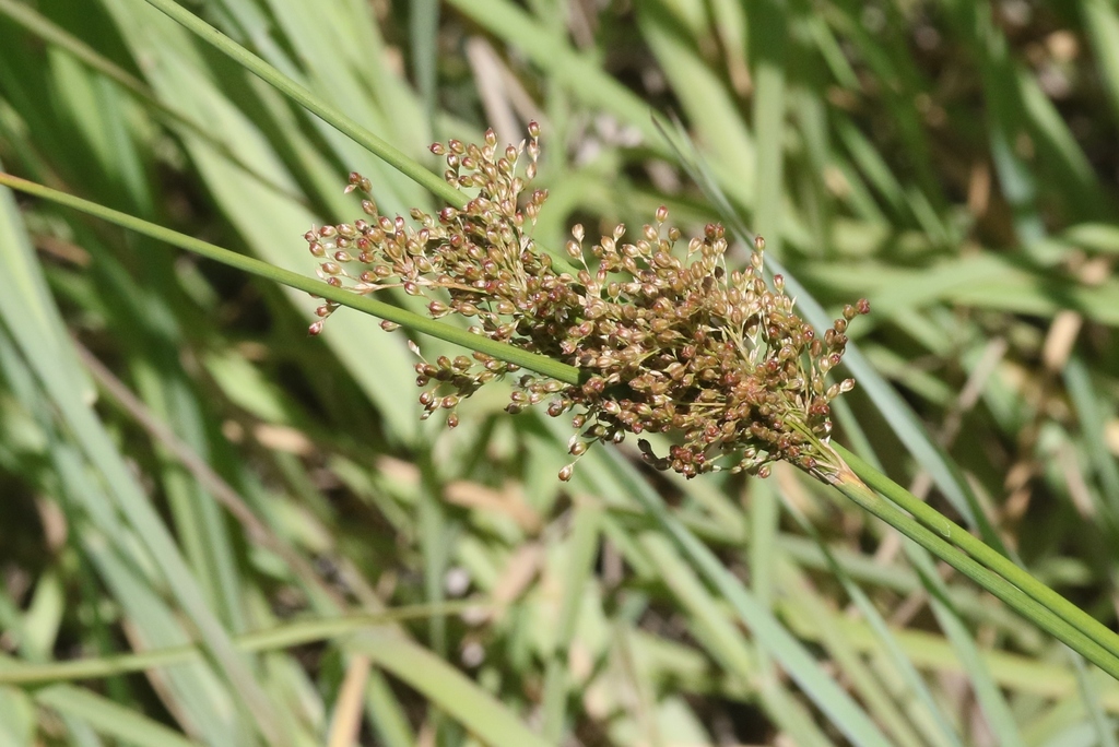 Juncus continuus from Brisbane QLD, Australia on November 13, 2018 at ...