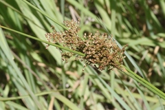Juncus continuus