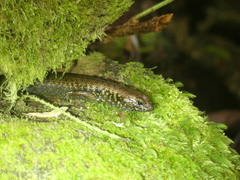 Silvascincus murrayi