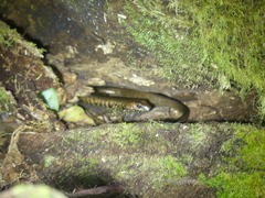 Silvascincus murrayi