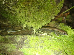 Silvascincus murrayi