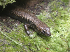 Silvascincus murrayi