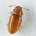 Cryptophilus - Photo (c) Scott Gilmore, some rights reserved (CC BY-NC), uploaded by Scott Gilmore